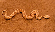 RF- Horned Viper crossing sand (Cerastes cerastes) captive. (This image may be licensed either as rights managed or royalty free.)