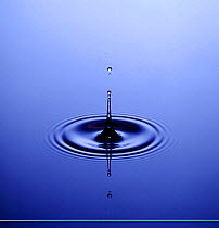 Small water drop forms a spike when it strikes the surface of a still pool.