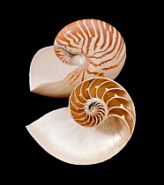Chambered / Pearly Nautilus (Nautilus pompilius) shells. Indo-Pacific.