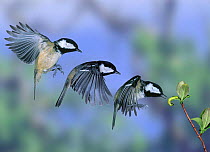 Coal Tit {Periparus ater} flying in to take a caterpillar from a twig. UK. Digital composite.