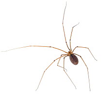 Daddy-long-legs Spider (Pholcus phalangioides). UK.