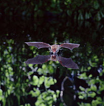 Natterer's Bat (Myotis nattereri) drinking from a woodland pool. Surrey, UK.