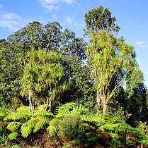Pohutukawa (Metrosideros excelsa), cabbage trees (Cordyline indivisa) and tree ferns. New Zealand. NON DISPONIBLE POUR UNE UTILISATION DANS UN LIVRE JUSQU'EN 2025. MERCI DE NOUS CONTACTER POUR TOUT AU...