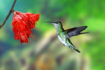 White-necked Jacobin female at Hibiscus flower, Digital composite, West Indies