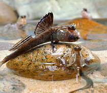 Mudskipper display (Periophthalmus barbarus) raised dorsal fin. Captive.