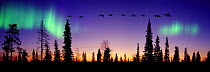 Whooper Swans (Cygnus cygnus) flying against Aurora borealis at sunrise, Finland. Digital composite