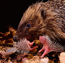 Hedgehog carrying newborn to new nest (Erinaceus europaeus) captive, UK.