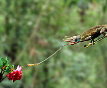 Jackson's Chameleon (Chamaeleo jacksoni) catching fly with its tongue. Captive
