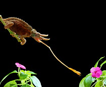 Jackson's Chameleon (Chamaeleo jacksoni) catching fly with its tongue. Captive