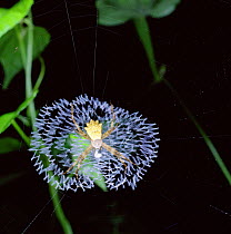 Orb-web Spider (Areneidae) showing stabilmentum. North Australia.