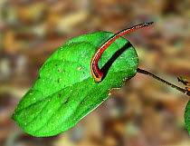 Tiger leech {Haemadipsa picta} on leaf. Borneo.