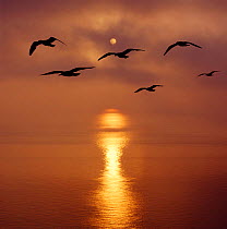 Sunrise over the sea with seagulls, UK.