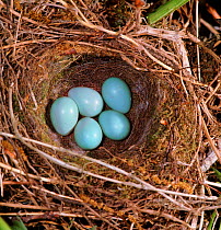 Hedge sparrow / Dunnock {Prunella modularis} nest with five eggs. UK.