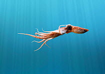 White spotted octopus {Octopus macropus} swimming. Captive. UK.