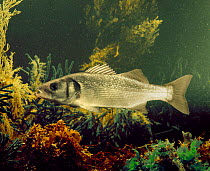 Sea bass {Dicentrarchus labrax} portrait. Captive.