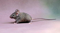 House mouse {Mus musculus} portrait. Captive, UK.