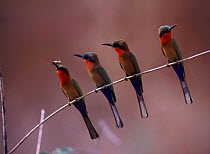 Digital composite - Four Red-throated bee-eates {Merops bulocki} perching.