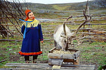 Sami woman in traditional dress feeding reindeer. Scandinavia.