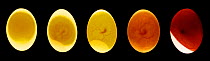 Digital composite - Rock dove / Feral pigeon {Columba livia} embryo development in egg