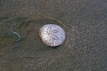 Sand dollar {Echinarachnius parma} in the sand. Vancover Island. Canada.