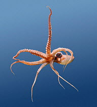 White spotted octopus {Octopus macropus} swimming. Captive, UK.