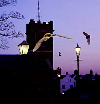 Common pipistrelles {Pipistrellus pipistrellus} flying round Church tower. UK. Digital composite