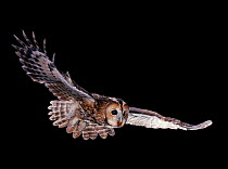Tawny owl {Strix aluco} in flight. Captive. UK.