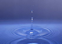 Water droplet falling onto surface of still water.
