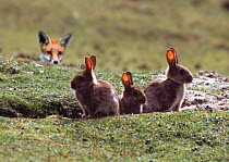 Red fox (Vulpes vulpes) watching European rabbits , UK. Digital composite