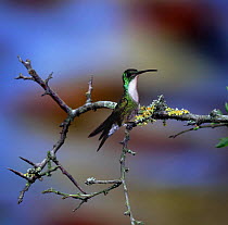 Digital composite - white chested emerald hummingbird {Amazilia chionopectus} male.