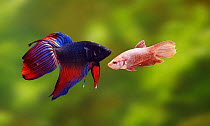 Siamese fighting fish {Betta splendens} male and female courtship. Captive.