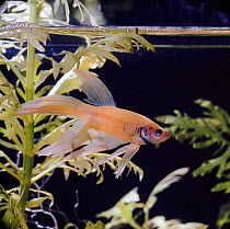 Siamese fighting fish {Betta splendens} male. Phantom variety. Captive.