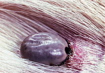 Sheep tick {Ixodes ricinus} attached to skin of a domestic dog. UK.