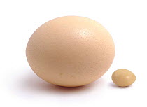 Ostrich {Struthio camelus} egg compared to a domestic hens egg. UK.
