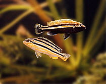 Lake Nyasa golden cichlids {Melanochromis auratus), Male above female. Captive.