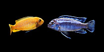 Lake Malawi cichlids {Psuedotropheus johanni), Male + female (male is blue). Captive.