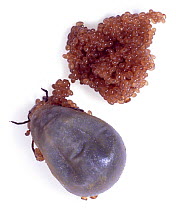 Sheep tick {Ixodes ricinus} female dies after laying a clutch of eggs, UK.