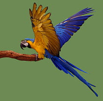 Digital composite - Blue and yellow macaw {Ara ararauna} landing on a perch. Captive.