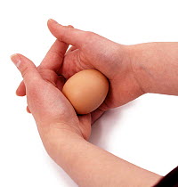 Hands applying pressure to strongest part of hen's egg - resists crushing.