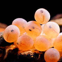 River / Brown trout {Salmo trutta} eggs. Embryos visible. Captive. UK.