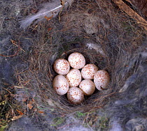 Great tit {Parus major} nest with eight eggs. UK.
