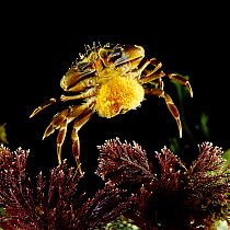 Common shore crab {Carcinus maenas} female carrying eggs. Captive UK.