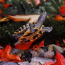 Red eared turtle / terrapin {Pseudemys scripta elegans} getting air. Captive.