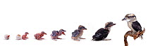 Blue winged kookaburra {Dacelo leachii} growing up sequence from chick hatching to adult. Digital composite