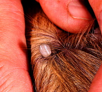 Sheep tick {Ixodes ricinus} attached to a domestic dog, UK.