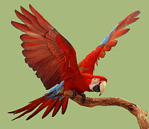 Green winged macaw {Ara chloroptera} on perch with wings spread. Captive. UK.