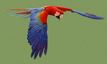 Green winged macaw {Ara chloroptera} in flight. Captive. UK.