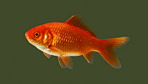 Goldfish {Carassius auratus} portrait, Captive. UK.