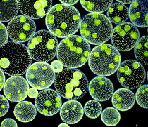 RF- Microscopic algae / Green disco balls (Volvox sp.) colonies, 40x magnification. UK. (This image may be licensed either as rights managed or royalty free.)