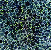 Microscopic algae / Green disco balls {Volvox sp.} colonies. 15x magnification. UK.